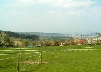 Bepflanzen des Rebberges