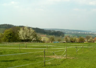 Bepflanzen des Rebberges