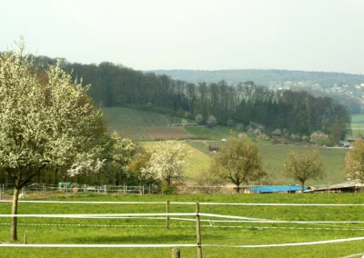 Bepflanzen des Rebberges