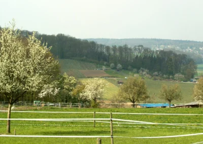 Bepflanzen des Rebberges
