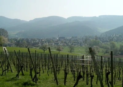Bepflanzen des Rebberges