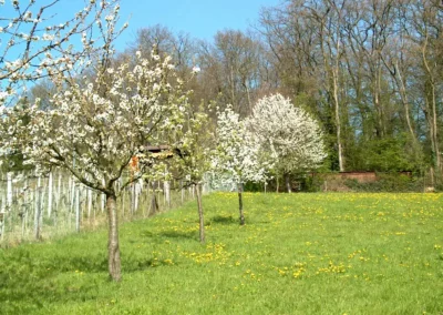 Bepflanzen des Rebberges