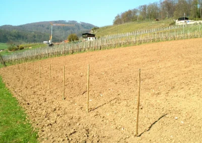 Bepflanzen des Rebberges