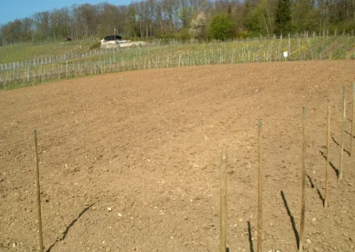 Bepflanzen des Rebberges