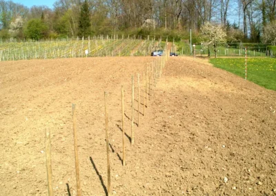 Bepflanzen des Rebberges