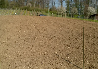 Bepflanzen des Rebberges