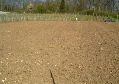 Bepflanzen des Rebberges