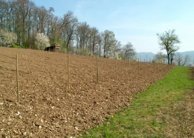Bepflanzen des Rebberges