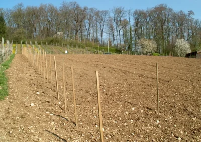 Bepflanzen des Rebberges