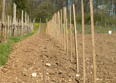Bepflanzen des Rebberges