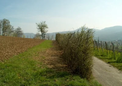 Bepflanzen des Rebberges