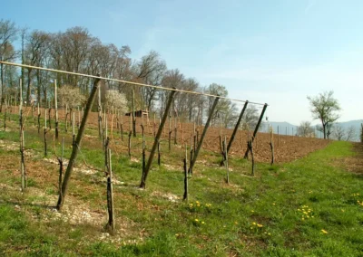 Bepflanzen des Rebberges