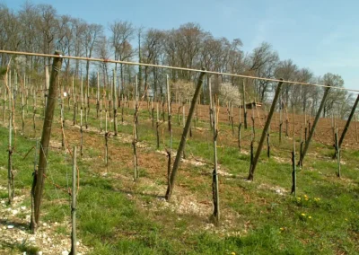 Bepflanzen des Rebberges