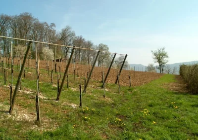 Bepflanzen des Rebberges