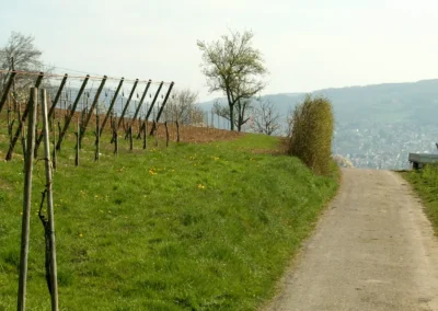 Bepflanzen des Rebberges