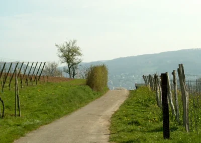 Bepflanzen des Rebberges