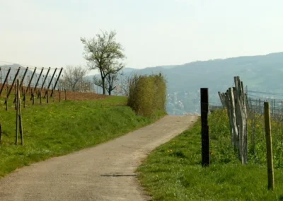 Bepflanzen des Rebberges