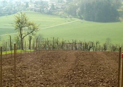 Bepflanzen des Rebberges