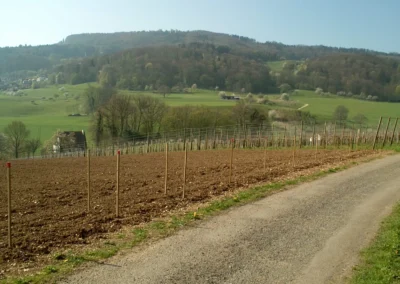 Bepflanzen des Rebberges