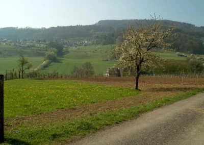 Bepflanzen des Rebberges