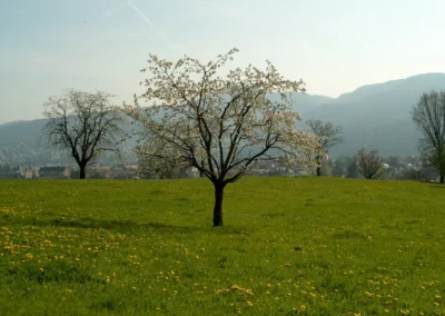 Bepflanzen des Rebberges