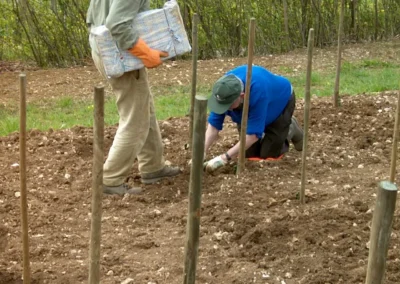Bepflanzen des Rebberges