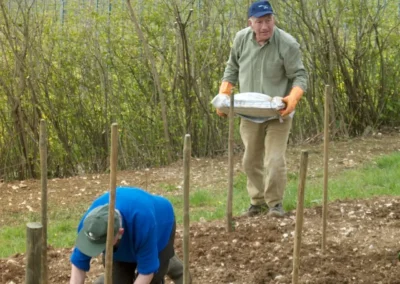 Bepflanzen des Rebberges