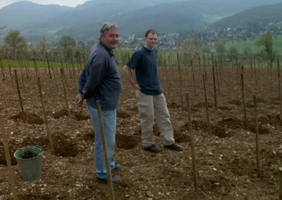 Bepflanzen des Rebberges