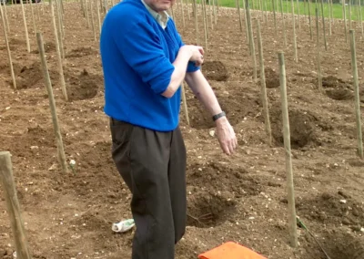 Bepflanzen des Rebberges
