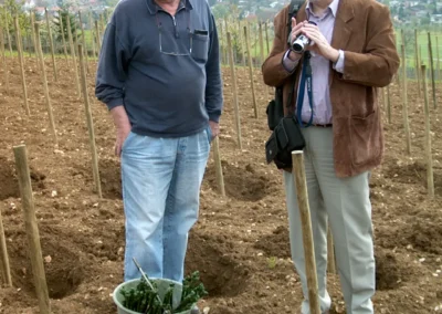 Bepflanzen des Rebberges