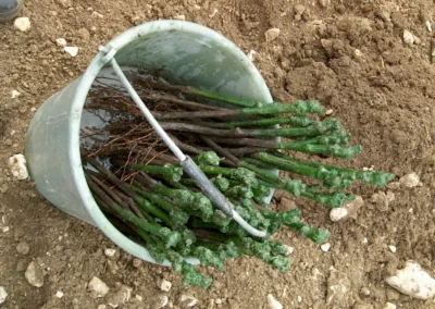 Bepflanzen des Rebberges