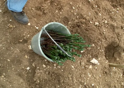 Bepflanzen des Rebberges