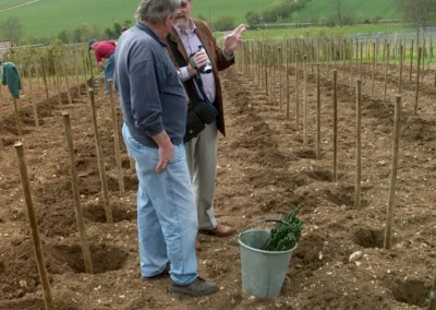 Bepflanzen des Rebberges