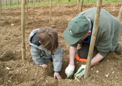 Bepflanzen des Rebberges
