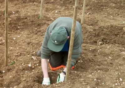 Bepflanzen des Rebberges