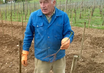 Bepflanzen des Rebberges