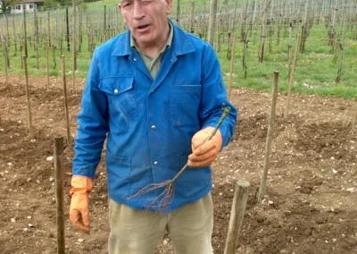 Bepflanzen des Rebberges