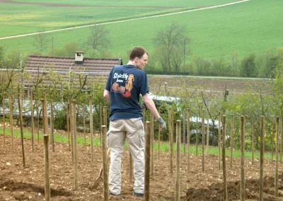 Bepflanzen des Rebberges