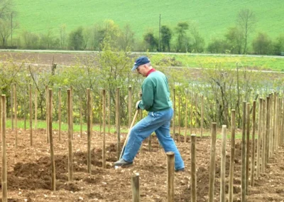 Bepflanzen des Rebberges
