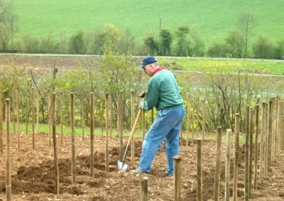 Bepflanzen des Rebberges