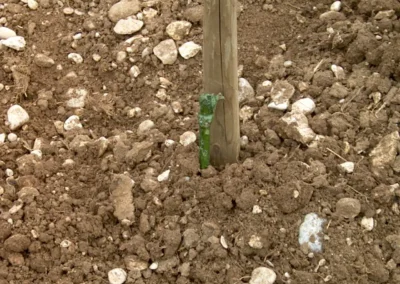 Bepflanzen des Rebberges