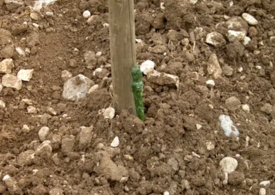 Bepflanzen des Rebberges