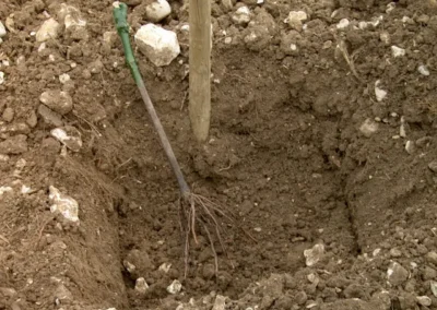 Bepflanzen des Rebberges