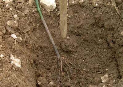 Bepflanzen des Rebberges