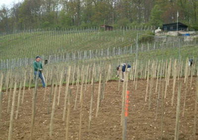 Bepflanzen des Rebberges