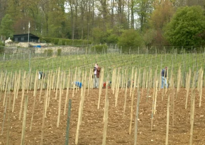Bepflanzen des Rebberges