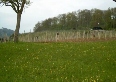 Bepflanzen des Rebberges