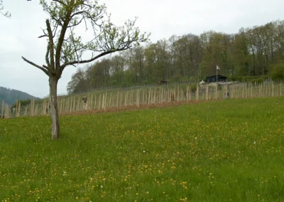 Bepflanzen des Rebberges