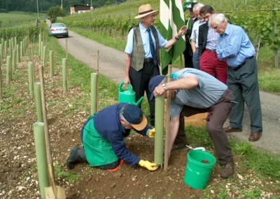Feierlicher Akt beim Setzen der letzten Rebe