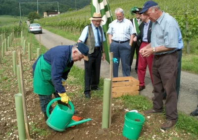 Feierlicher Akt beim Setzen der letzten Rebe